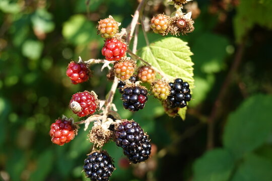 Blackberry Bush