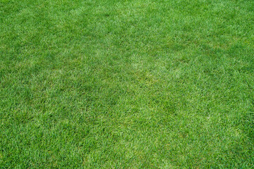 Fototapeta na wymiar real green grass background