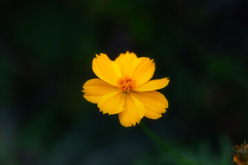 東京都／公園／コスモス