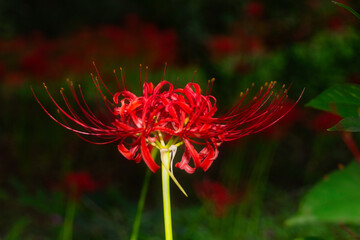 東京都／公園／曼珠沙華