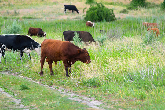 Rustic scene. A herd of cows grazing on a pasture in the foreground is a light brown bulll. the bull horns are cut down. Domestic cows and cattle breeding