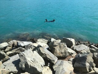 Seal playing in Picton Harbour NZ