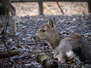 Fototapeta premium 子鹿・奈良公園