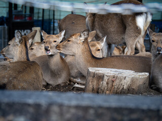 奈良の鹿達