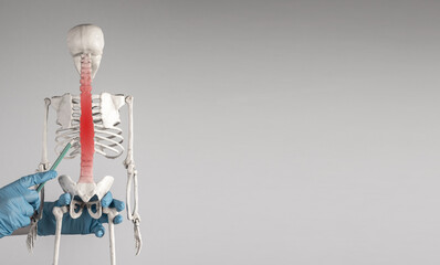 Banner with doctor hand pointing to skeleton vertebrae with red spot with pencil. Spine pain, backache concept. Strain, slipped nerve, sciatica, injury. Medical education. Copy space