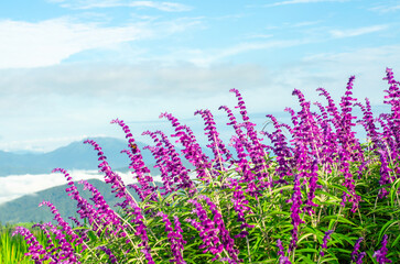 Naklejka premium Mexican bush sage flower with rice fields and mountains in the background 