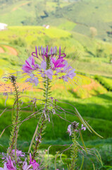 Pink and white spider flower in garden