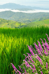 Green rice fields with blur purple flower in front and mountains view behind