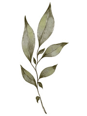 Watercolor leaf illustration 
