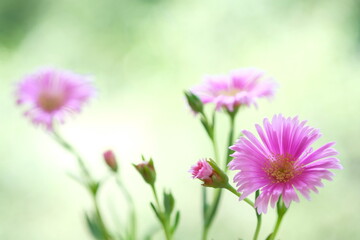 Pale purple daisies in a summer garden.