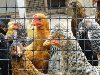 A chicken on a walk in the fresh air close-up