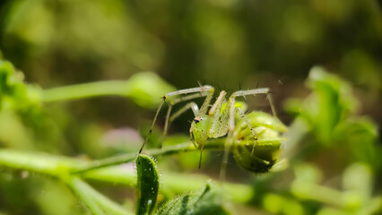 Peucetia viridans