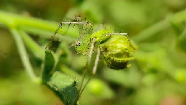 Peucetia viridans