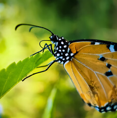 Monarch butterfly