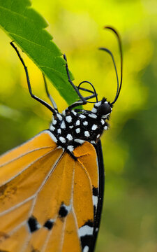 Monarch butterfly