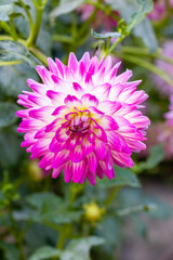 Dahlia of multiple colors grown in a garden