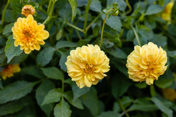 Dahlia of multiple colors grown in a garden