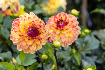 Dahlia Sunny Boy, Dahlia of multiple colors grown in a garden
