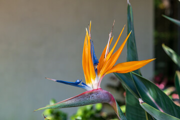 bird of paradise flower