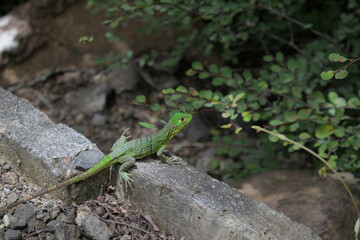 Green lizard enjoying some sunlight on a rock.