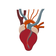 Vector human heart in a flat style isolated on a white background.