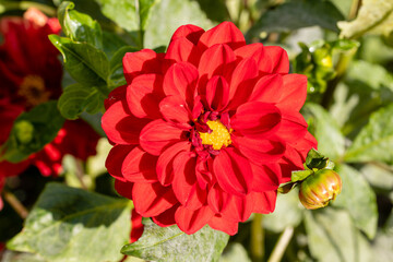 Dahlia of multiple colors grown in a garden