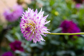 Dahlia Veritable, Dahlia of multiple colors grown in a garden