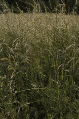 Green grass field pattern. Minimal natural background