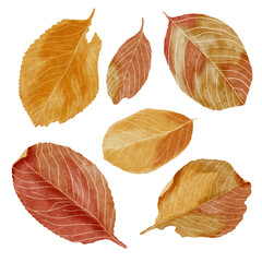 Watercolor autumn leaves png Transparent background 