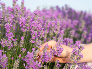 Close-up female hand holding the lavender flowers in the lavender field.