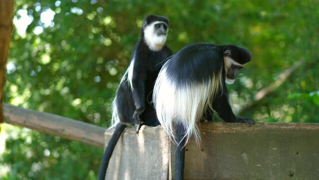 Black-and-white colobus or colobi - Colobus guereza, monkey native to Africa. Two monkeys jumping