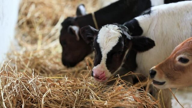 A close view of cows eating hay inside the dairy farm