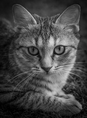 portrait of a black cat