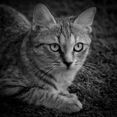 black and white cat on a black background