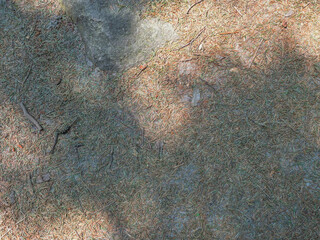 Green conifers under dying trees attacked by the European spruce bark beetle