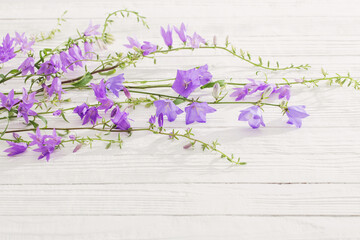 bluebell flowers  on white wooden background