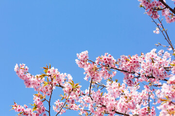 青空の中の河津桜　鹿児島市石橋公園	