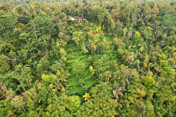 Green jungle in Bali