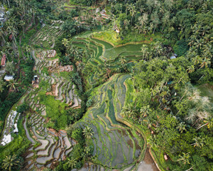 Fototapeta na wymiar Green jungle, rice terraces captured with a drone - Bali