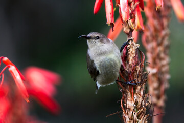 South African Sunbird, female