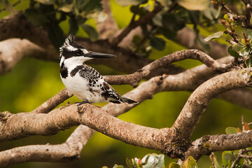 South African Pied Kingfisher