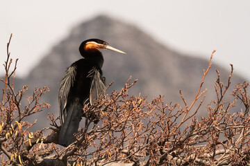 South African Red heron