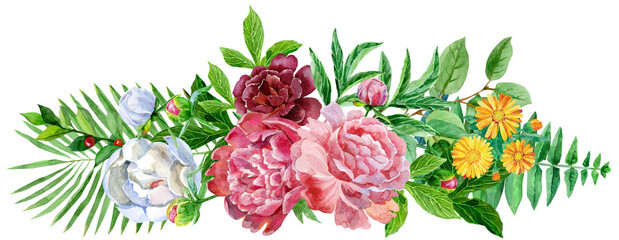 Garden peony. Watercolor, hand painted, isolated