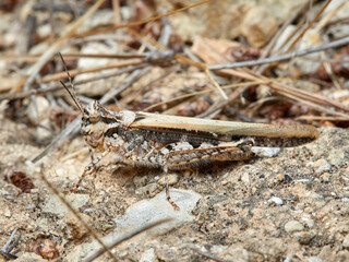 Slender Digging Grasshopper. Acrotylus patruelis      