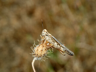 Slender Digging Grasshopper. Acrotylus patruelis      
