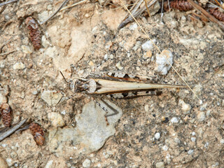 Slender Digging Grasshopper. Acrotylus patruelis      