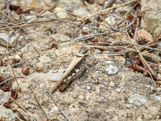 Slender Digging Grasshopper. Acrotylus patruelis      