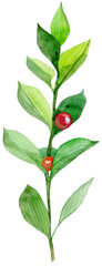 Watercolor green bunch of ruscus with red berries. Hand drawn isolated illustration © Andreichenko