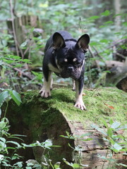 French bulldog on a stump overgrown with moss