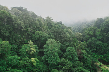 Fog over gern jungle - Bali